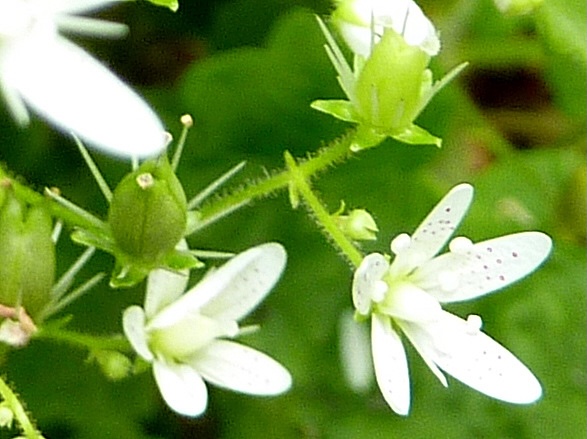Saxifragales